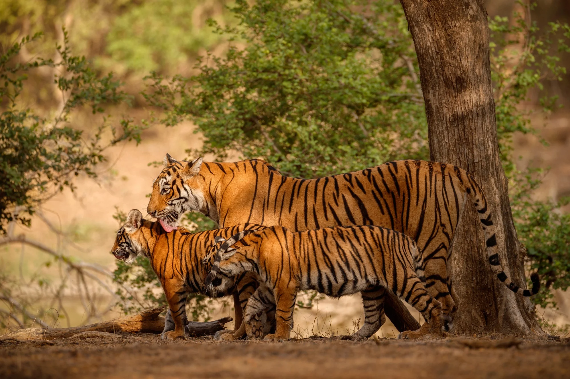 Rajasthan